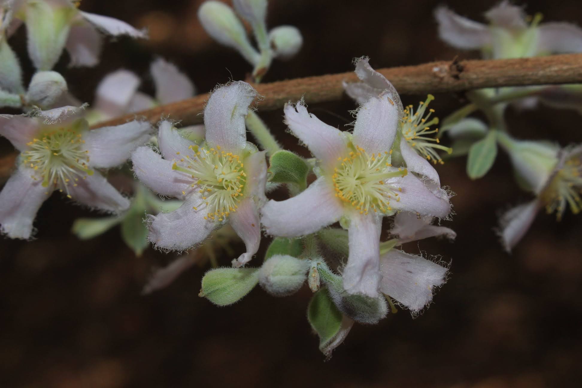 Cratoxylum pruniflorum